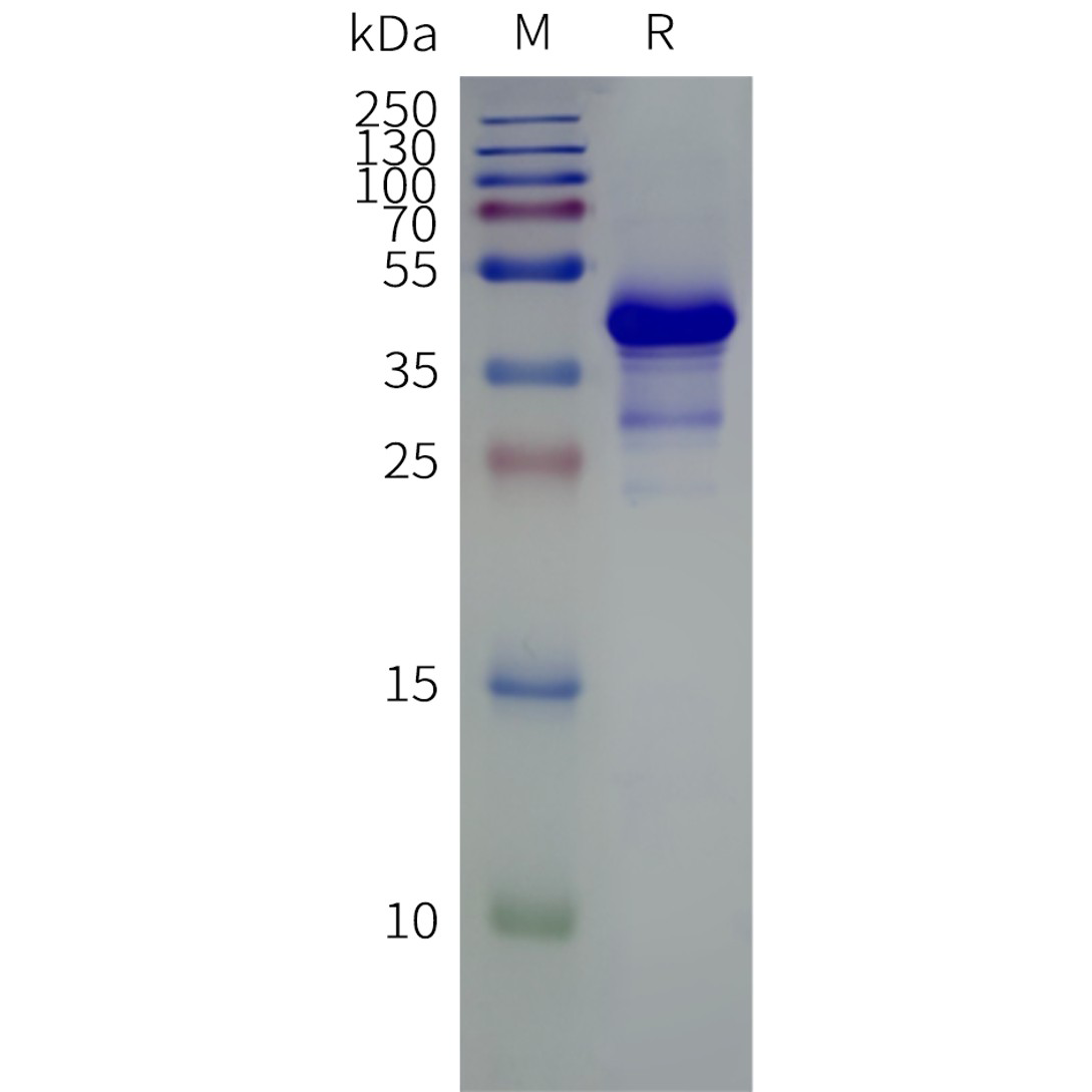flp120011-gprc5d-strep-sp1.png
