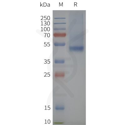 page-flp120013 sstr2 strep sp1
