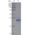 page-flp120022 tm4sf1 strep sp1