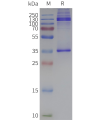 page-flp120055 adgre1 strep sp1