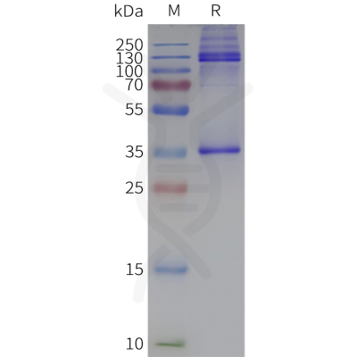 Human ADGRE1-Strep full length protein-synthetic nanodisc-Full-length ...