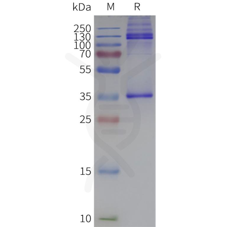 Human ADGRE1-Strep full length protein-synthetic nanodisc-Full-length ...