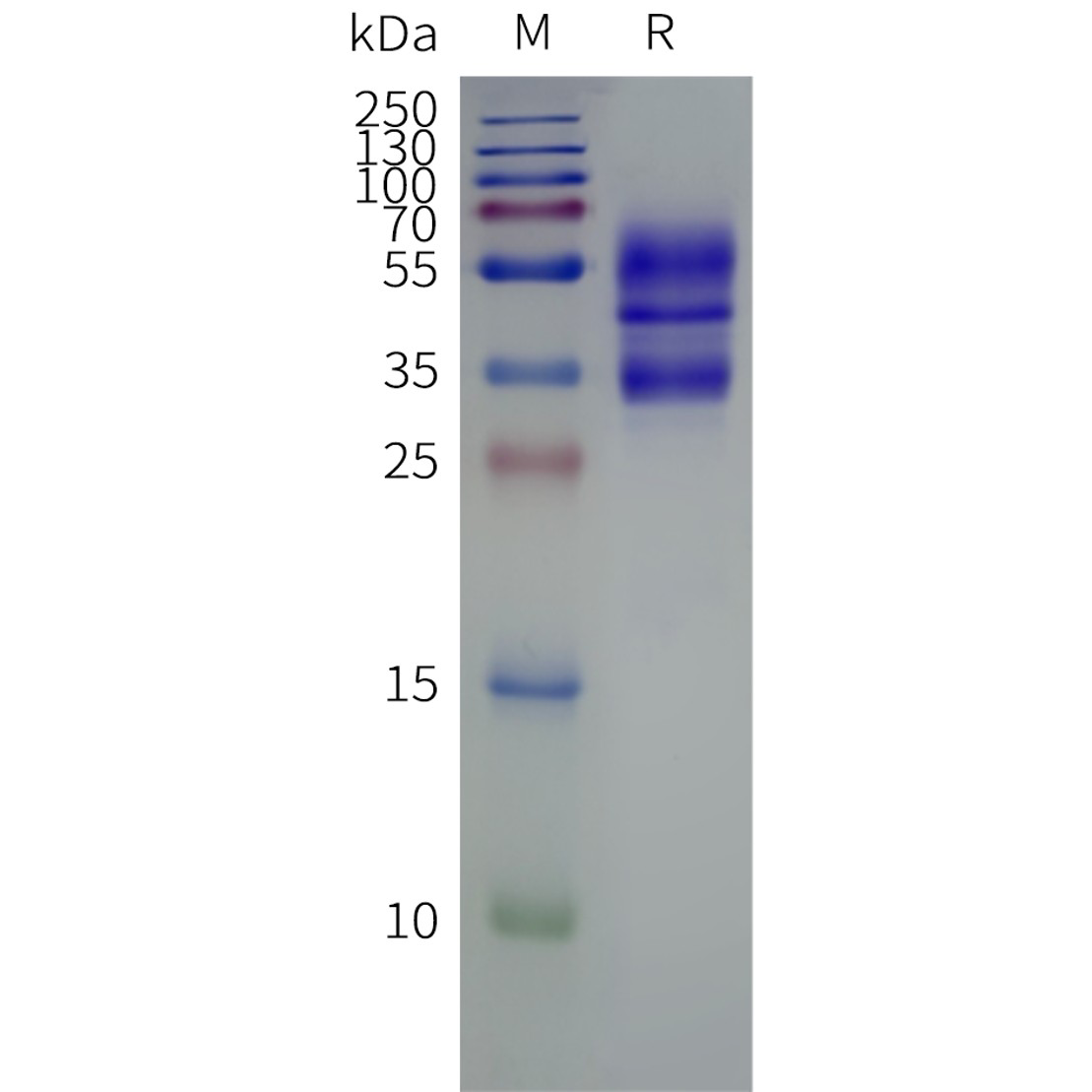flp120069-c5ar2-strep-sp1.png