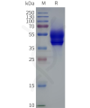 page-flp120114 f2rl3 strep sp1