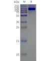 page-flp120119 grm7 strep sp1