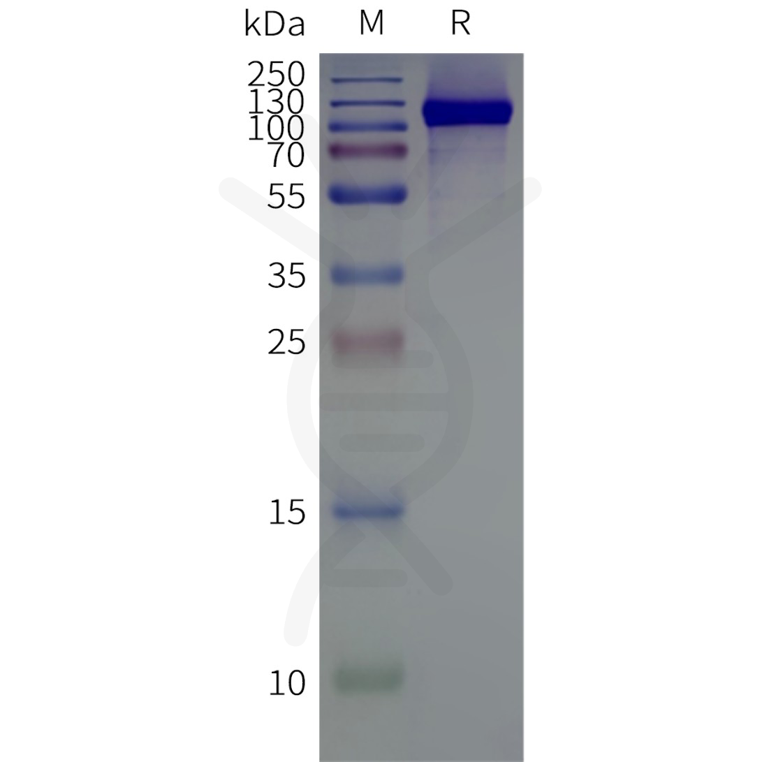 flp120119-grm7-strep-sp1.png