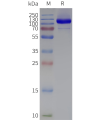 page-flp120135 grm2 strep sp1
