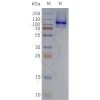 page-flp120141 tlr4 strep sp1