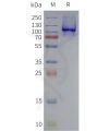 page-flp120141 tlr4 strep sp1