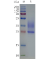 page-flp120149 emp2 strep sp1