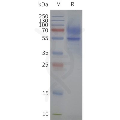 page-flp120161 5ht1a strep sp1