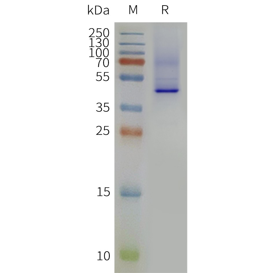 flp120166-5ht2a-strep-sp1.jpg