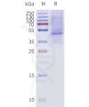 page-flp120182a bril mc2r strep sp1