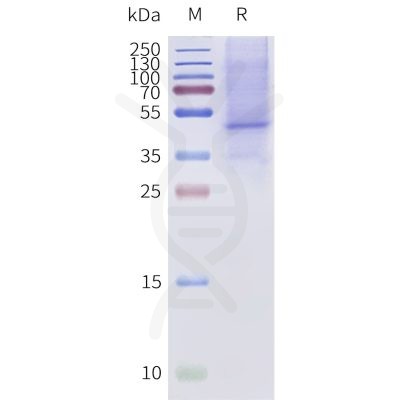 page-flp120182a bril mc2r strep sp1
