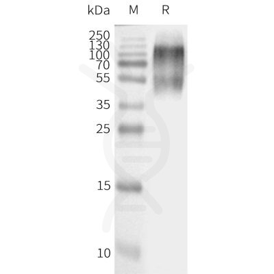 page-flp120212 agtr2 strep sp1