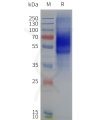 page-flp120228 crhr1 strep sp1