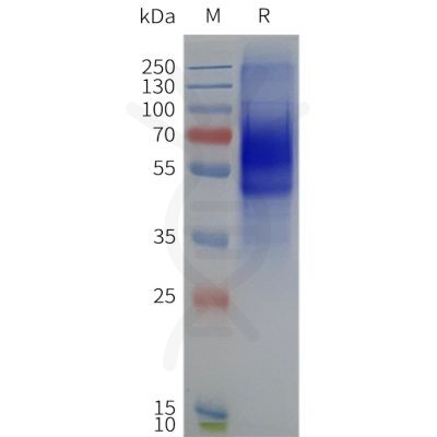 page-flp120228 crhr1 strep sp1