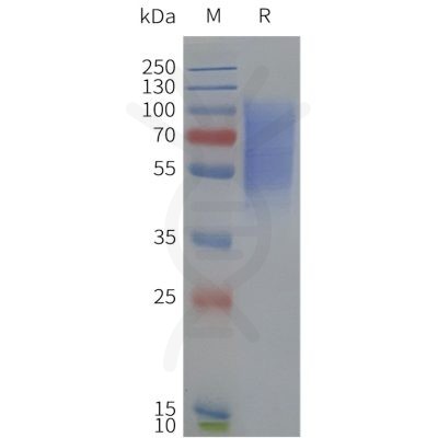 page-flp120229 drd1 strep sp1