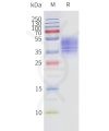 page-flp120237 ffar3 strep sp1