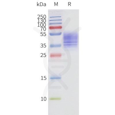 page-flp120237 ffar3 strep sp1