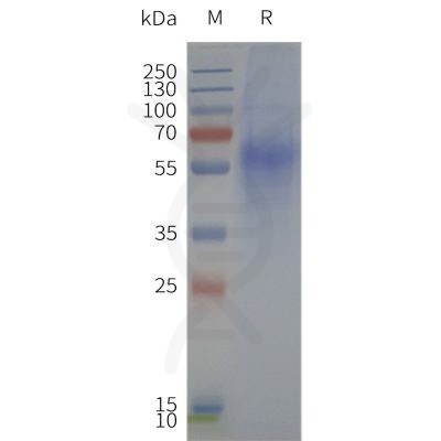 page-flp120239 fpr1 strep sp1