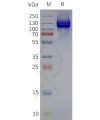 page-flp120251 gabr1 strep sp1