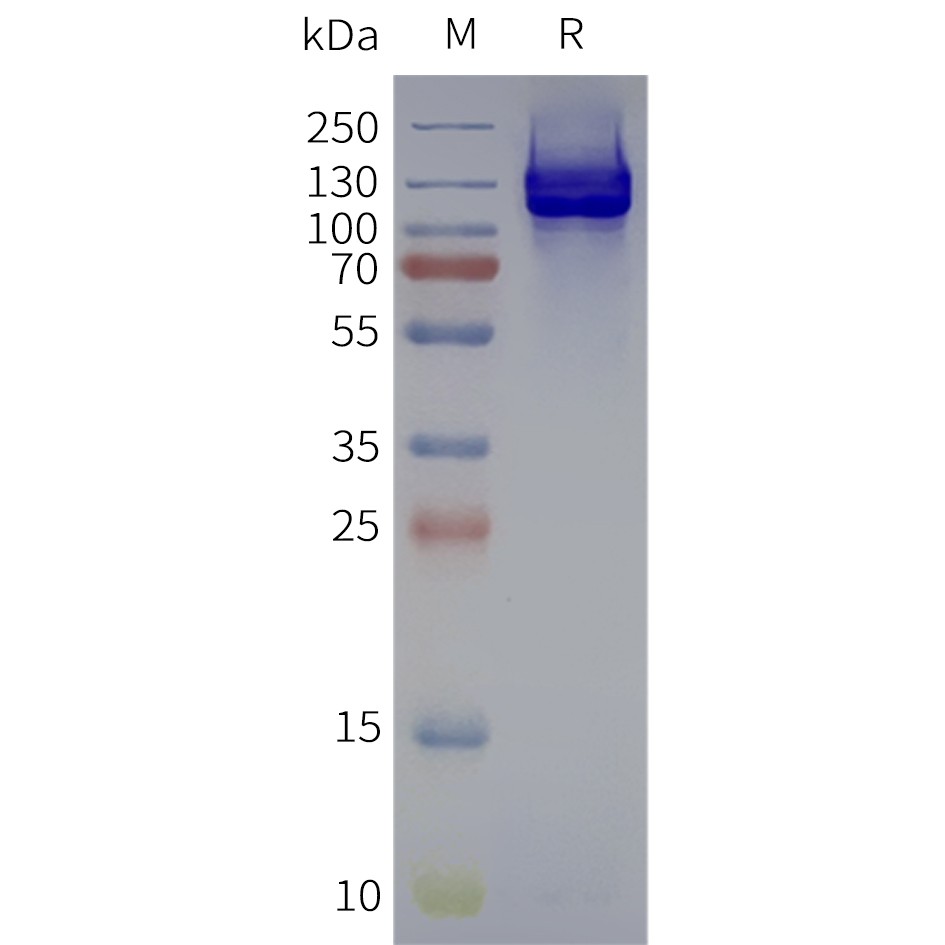 flp120251-gabr1-strep-sp1.jpg