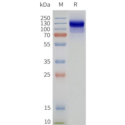 page-flp120252 gabr2 strep sp1