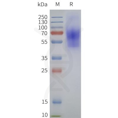 page-flp120253 galr1 strep sp1