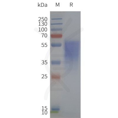 page-flp120258 ghsr strep sp1