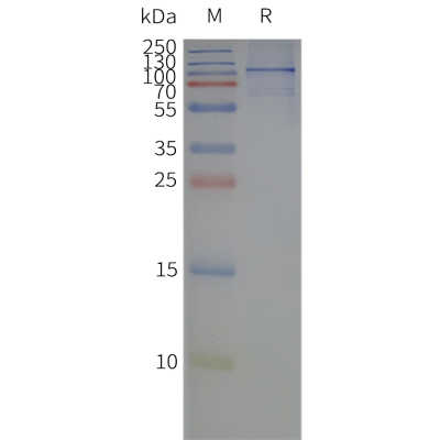 page-flp120290 gprc6a strep sp1