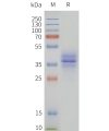 page-flp120293 gpr15 strep sp1