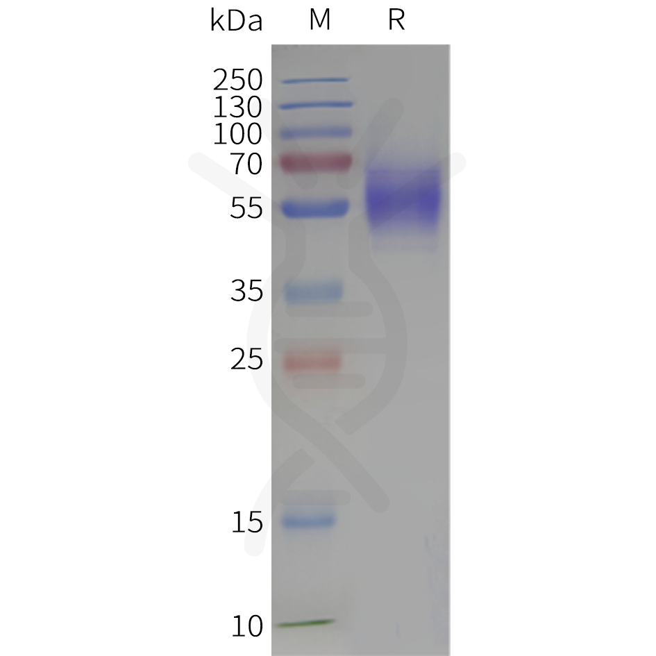 flp120307-gpr37-strep-sp1.png