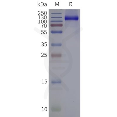 page-flp120323 grm3 strep sp1