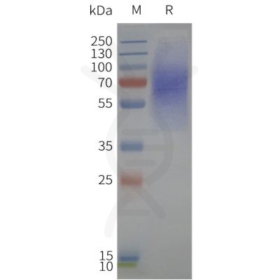 page-flp120334 lpar1 strep sp1