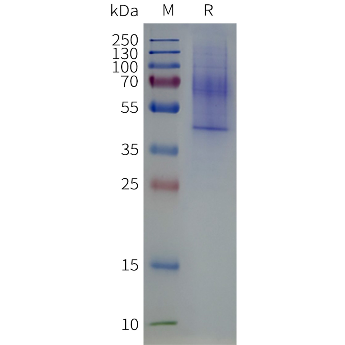 flp120336-lpar3-strep-sp1.png