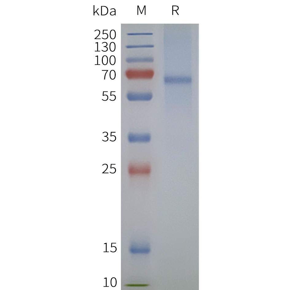 flp120344-mas1l-strep-sp1.jpg