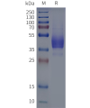 page-flp120351 mrgprx1 strep sp1