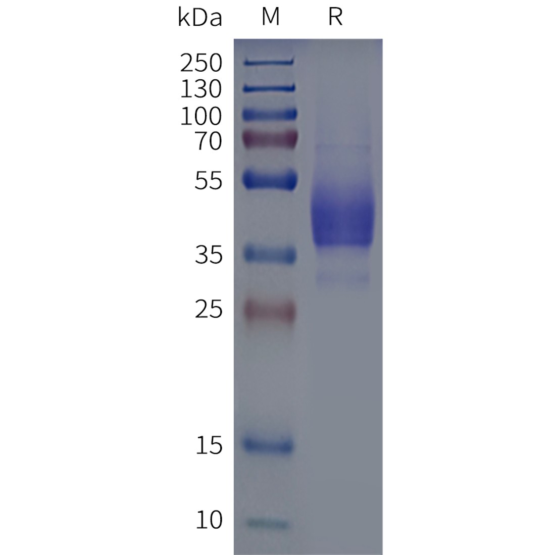 flp120351-mrgprx1-strep-sp1.png