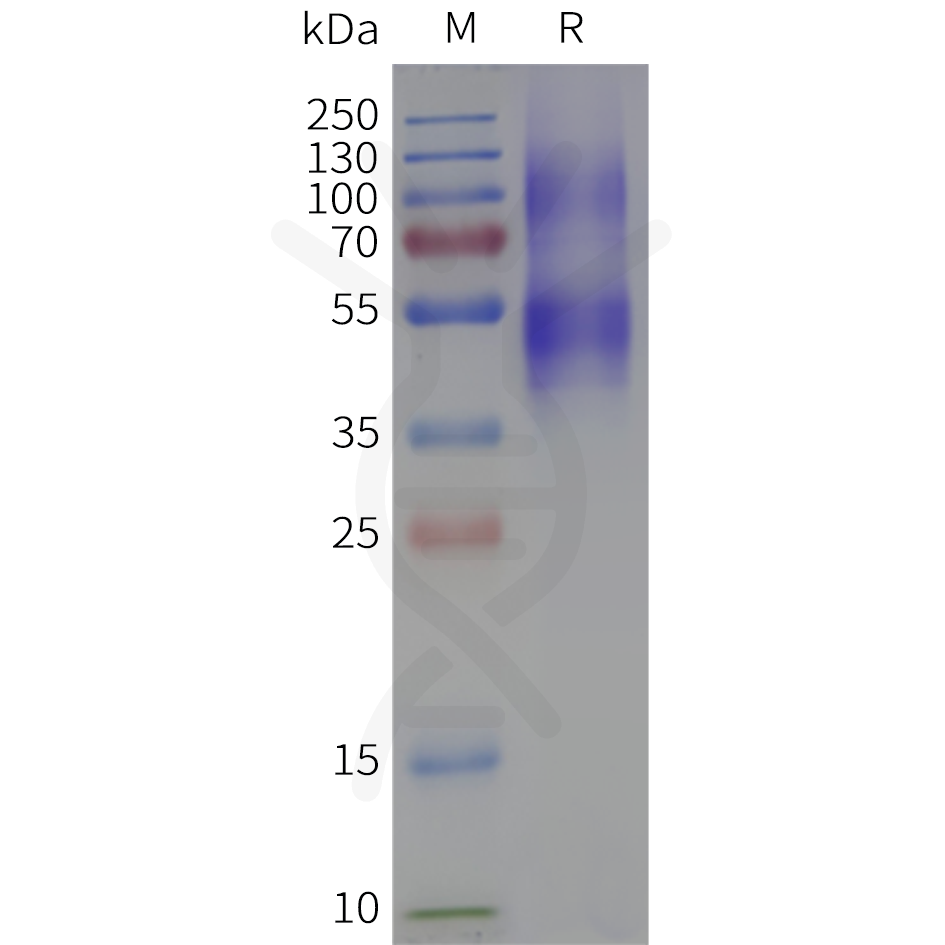 flp120370-npy1r-strep-sp1.png