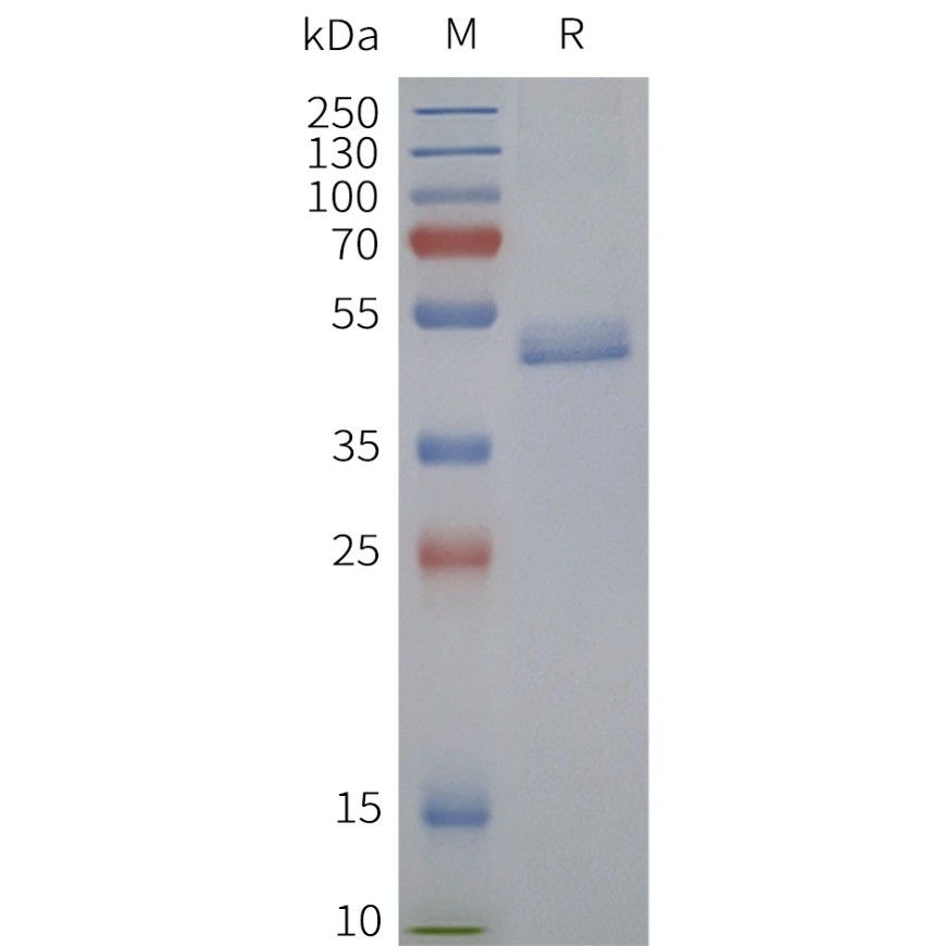 flp120373-ntsr2-strep-sp1.jpg