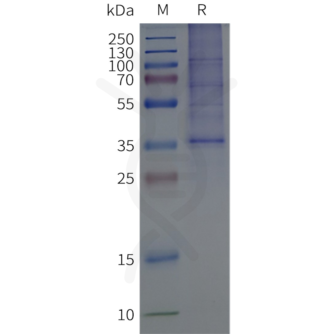 flp120378-gpr68-strep-sp1.png