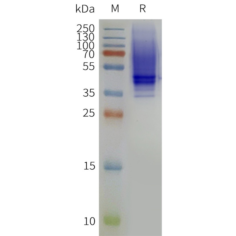 flp120445-ptger3-strep-sp1.jpg