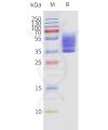 page-flp120462 s1pr3 strep sp1