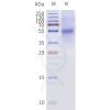 page-flp120481a bril taar1 strep sp1