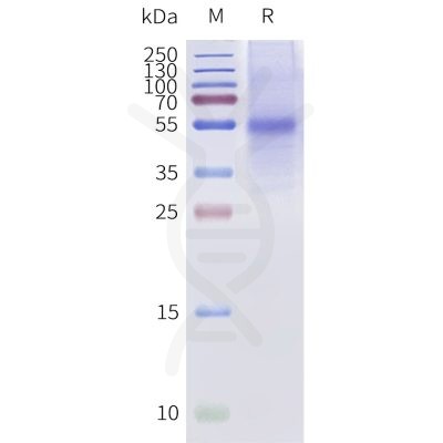 page-flp120481a bril taar1 strep sp1