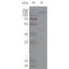 page-flp120501 kcnh2 sp1