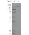 page-flp120501 kcnh2 sp1