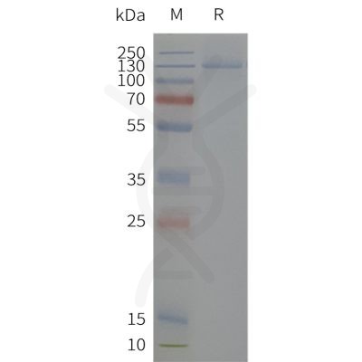 page-flp120501 kcnh2 sp1