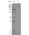 page-flp120512 kcnh2 sp1
